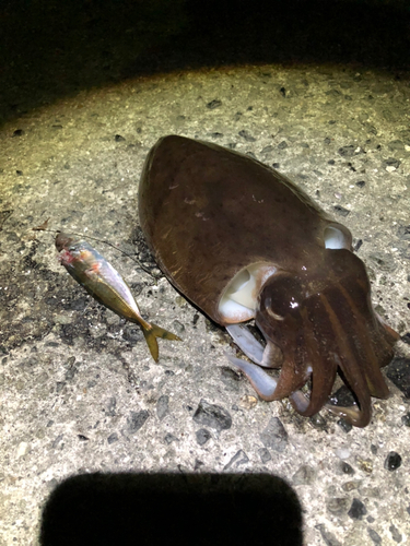 モンゴウイカの釣果