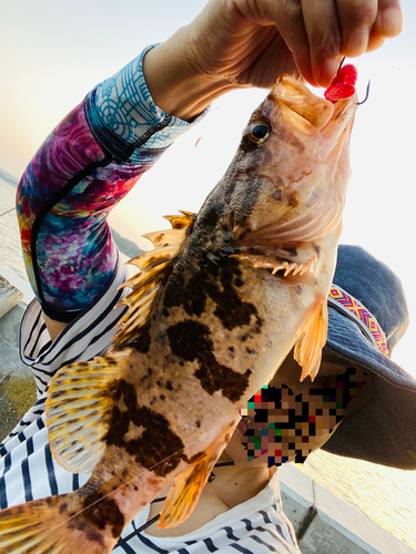 タケノコメバルの釣果