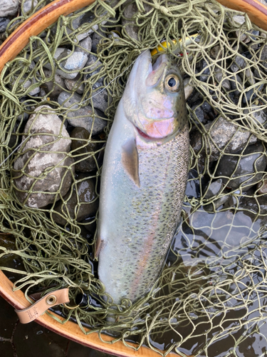 ニジマスの釣果