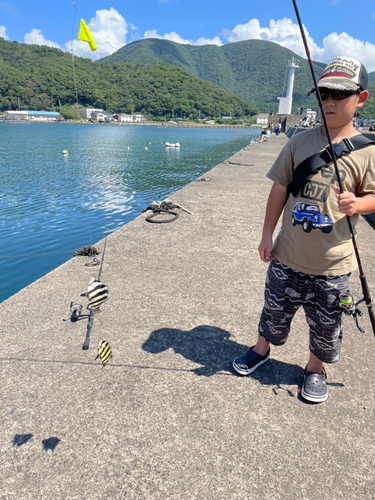 イシダイの釣果