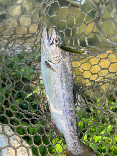 ヤマメの釣果