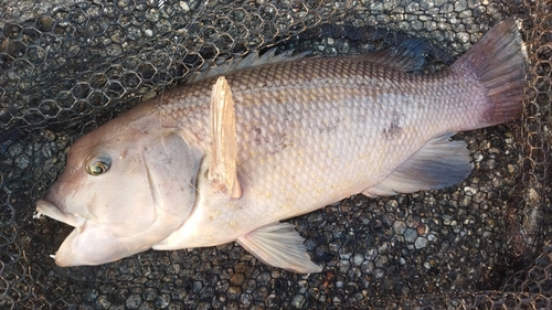 カンダイの釣果