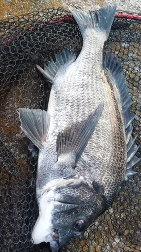 チヌの釣果