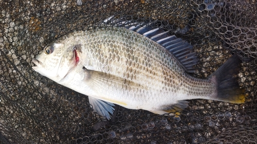 キビレの釣果