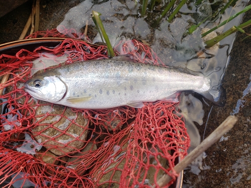 ヤマメの釣果