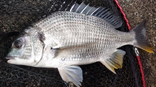 キビレの釣果