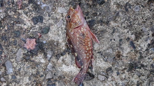 カサゴの釣果