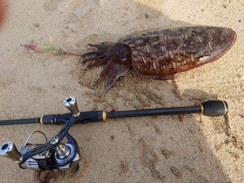 モンゴウイカの釣果