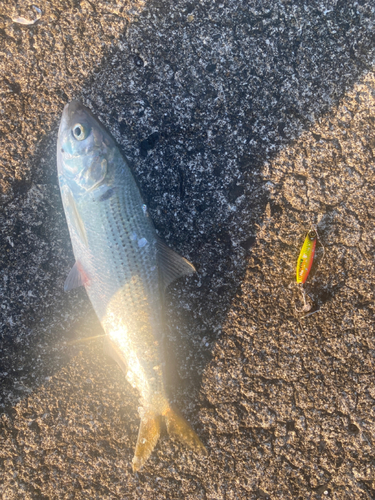 コノシロの釣果