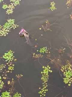 ライギョの釣果