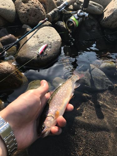 イワナの釣果