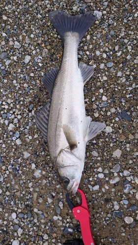 フッコ（マルスズキ）の釣果