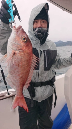 マダイの釣果