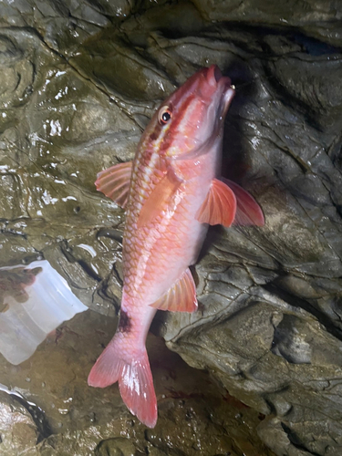 イシガキダイの釣果