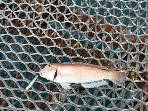 アマダイの釣果