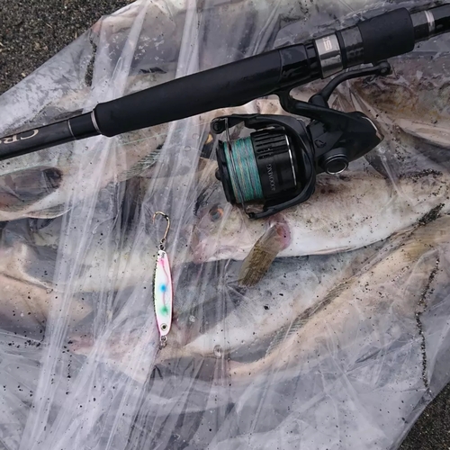 ホッケの釣果