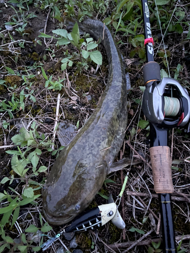 ナマズの釣果