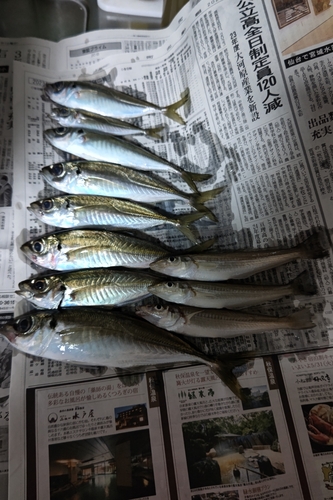 マハゼの釣果