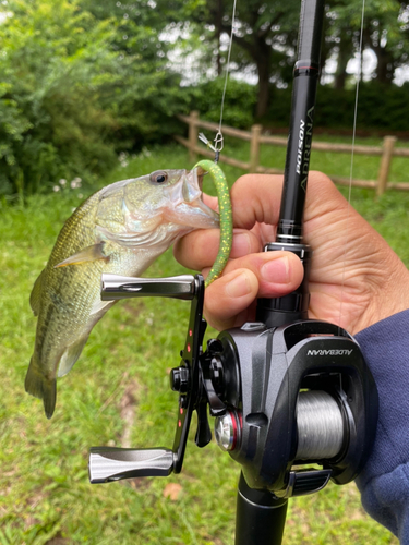 ラージマウスバスの釣果