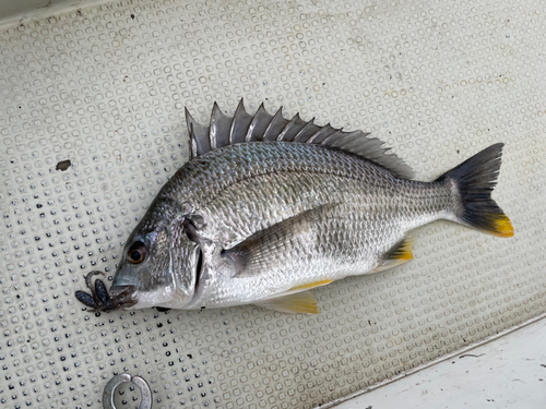 マゴチの釣果