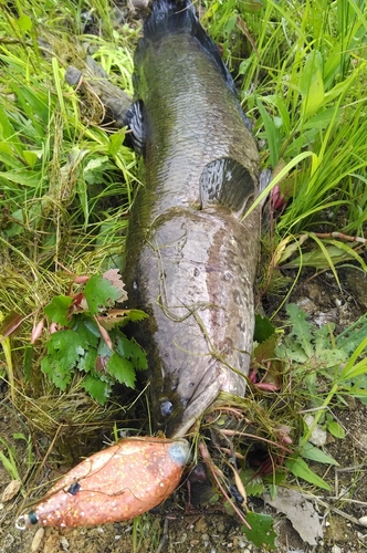 ライギョの釣果