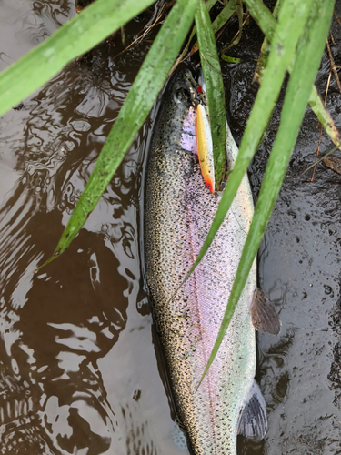 ニジマスの釣果