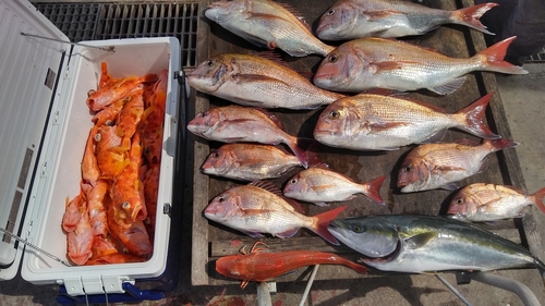 アヤメカサゴの釣果