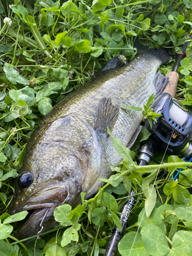 ブラックバスの釣果