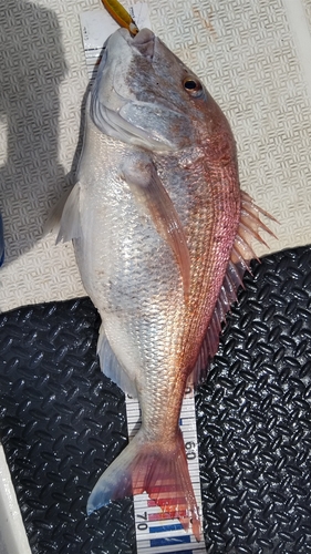 タイの釣果