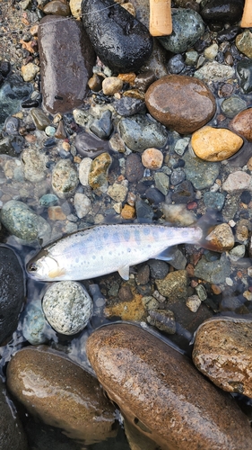 ヤマメの釣果