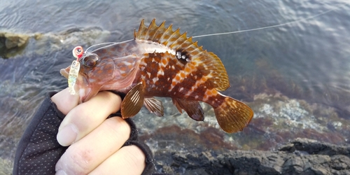 アコウの釣果