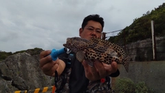 カンモンハタの釣果