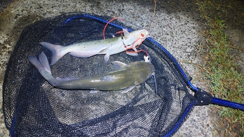 アメリカナマズの釣果