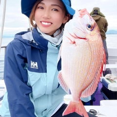 チダイの釣果