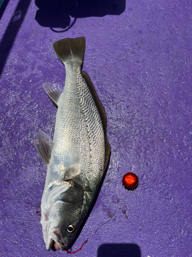 ニベの釣果