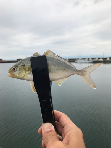 ショゴの釣果