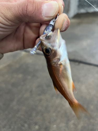 ムツの釣果