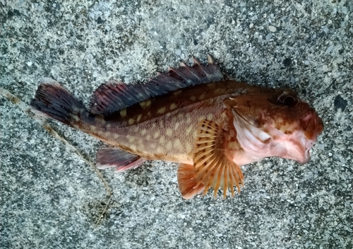 カサゴの釣果