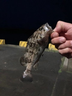 ソイの釣果