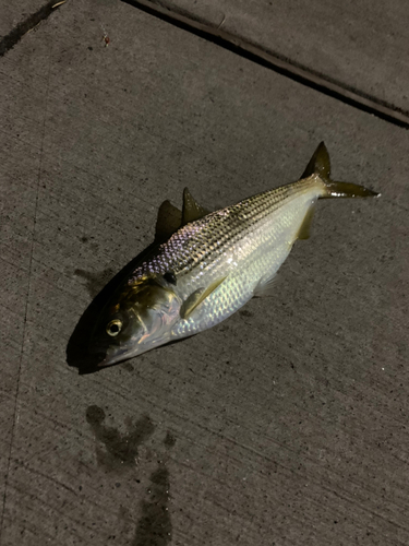 コノシロの釣果