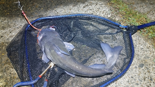 アメリカナマズの釣果