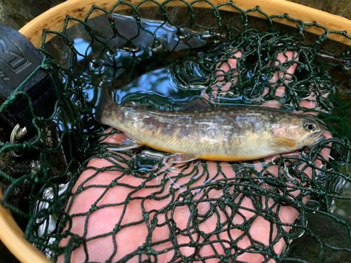 イワナの釣果