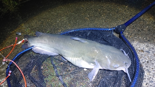 アメリカナマズの釣果