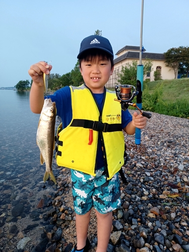 ハスの釣果