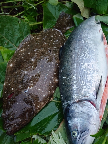 ヒラメの釣果