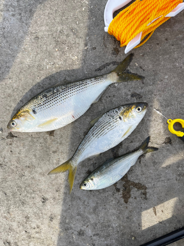 コノシロの釣果