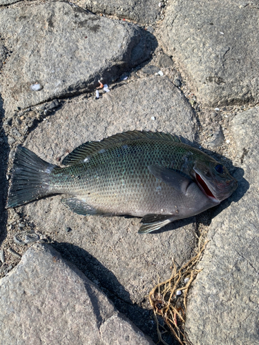 メジナの釣果