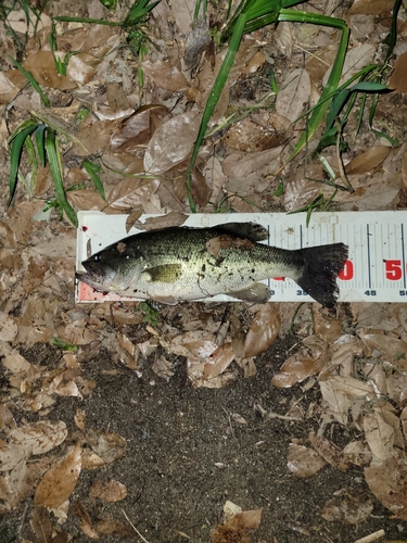 ブラックバスの釣果