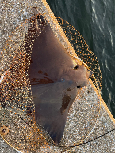 ナルトビエイの釣果