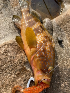 キジハタの釣果